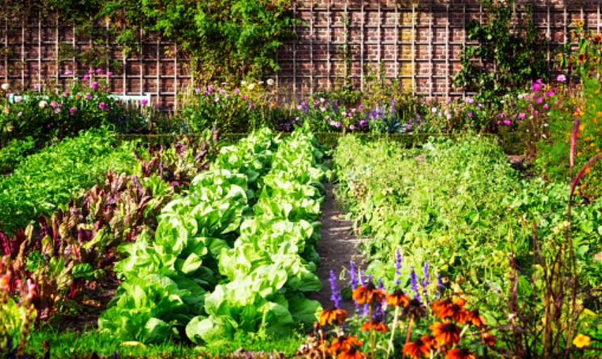 The Ultimate Guide to Maintaining a Healthy and Vibrant Garden